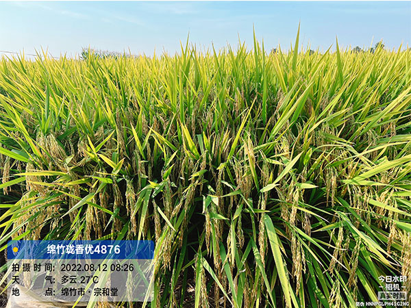 珑香优4876 珑香优4876