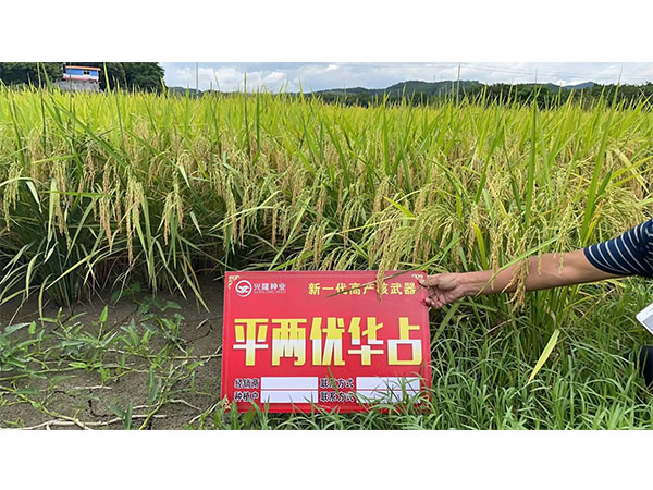 平两优华占 平两优华占