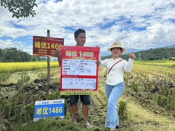 高端优质稻品种丨“峰优1466”荣获第七届“海南好米”苗头品种