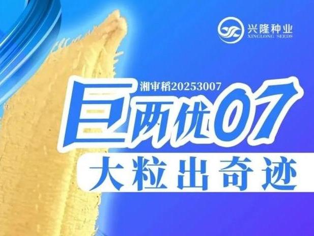 “巨两优07”：水稻界“小巨人”，抗逆高产“两手抓”