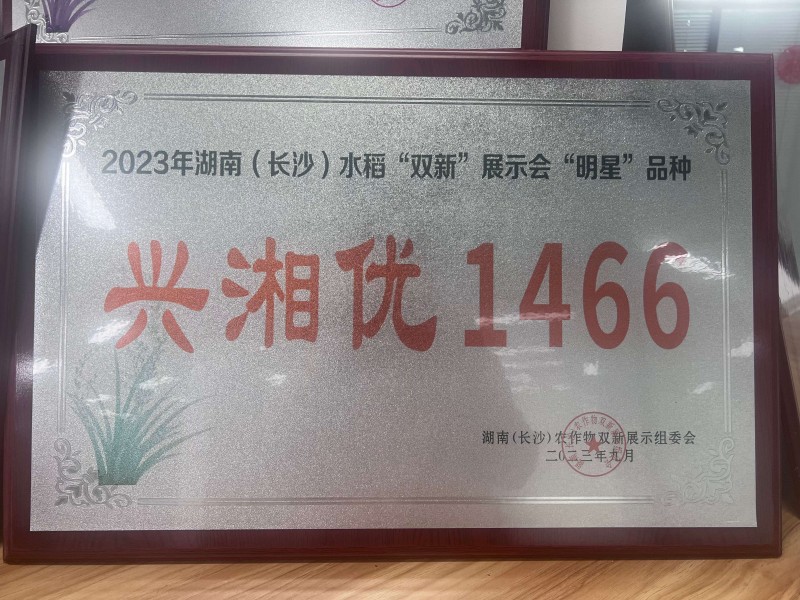 湖南(长沙)水稻“双新”展示会“明星”品种兴湘优1466