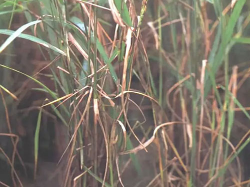 湖南兴隆种业有限公司,长沙稻谷种植与销售,长沙农作物品种的选育,长沙农业病虫害防治服务 湖南兴隆种业有限公司,长沙稻谷种植与销售,长沙农作物品种的选育,长沙农业病虫害防治服务