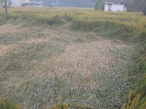 湖南兴隆种业有限公司,长沙稻谷种植与销售,长沙农作物品种的选育,长沙农业病虫害防治服务 湖南兴隆种业有限公司,长沙稻谷种植与销售,长沙农作物品种的选育,长沙农业病虫害防治服务