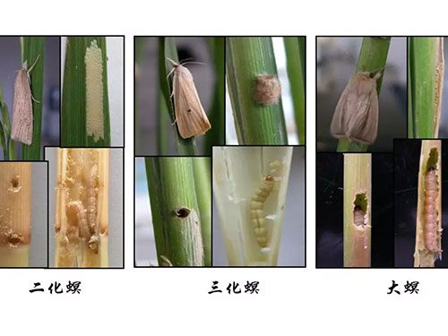 湖南兴隆种业有限公司,长沙稻谷种植与销售,长沙农作物品种的选育,长沙农业病虫害防治服务