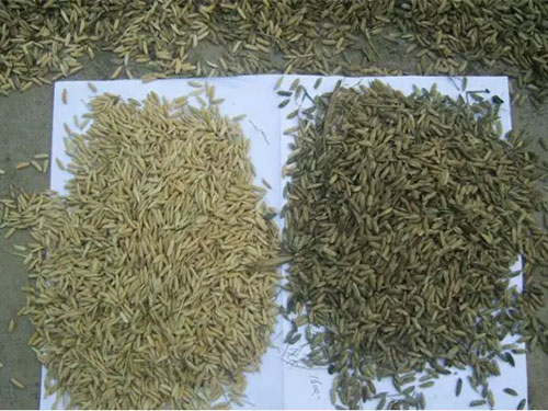 湖南兴隆种业有限公司,长沙稻谷种植与销售,长沙农作物品种的选育,长沙农业病虫害防治服务 湖南兴隆种业有限公司,长沙稻谷种植与销售,长沙农作物品种的选育,长沙农业病虫害防治服务