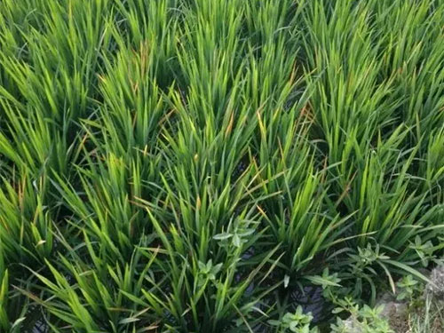 湖南兴隆种业有限公司,长沙稻谷种植与销售,长沙农作物品种的选育,长沙农业病虫害防治服务 湖南兴隆种业有限公司,长沙稻谷种植与销售,长沙农作物品种的选育,长沙农业病虫害防治服务