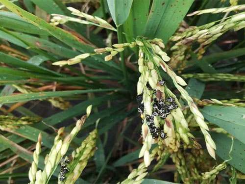 湖南兴隆种业有限公司,长沙稻谷种植与销售,长沙农作物品种的选育,长沙农业病虫害防治服务 湖南兴隆种业有限公司,长沙稻谷种植与销售,长沙农作物品种的选育,长沙农业病虫害防治服务