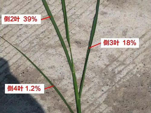 湖南兴隆种业有限公司,长沙稻谷种植与销售,长沙农作物品种的选育,长沙农业病虫害防治服务