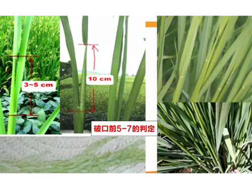 湖南兴隆种业有限公司,长沙稻谷种植与销售,长沙农作物品种的选育,长沙农业病虫害防治服务 湖南兴隆种业有限公司,长沙稻谷种植与销售,长沙农作物品种的选育,长沙农业病虫害防治服务