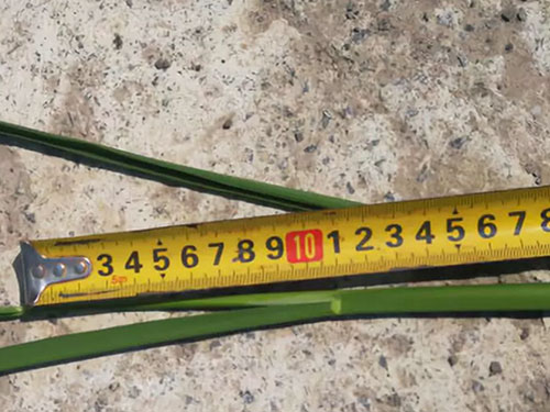 湖南兴隆种业有限公司,长沙稻谷种植与销售,长沙农作物品种的选育,长沙农业病虫害防治服务 湖南兴隆种业有限公司,长沙稻谷种植与销售,长沙农作物品种的选育,长沙农业病虫害防治服务