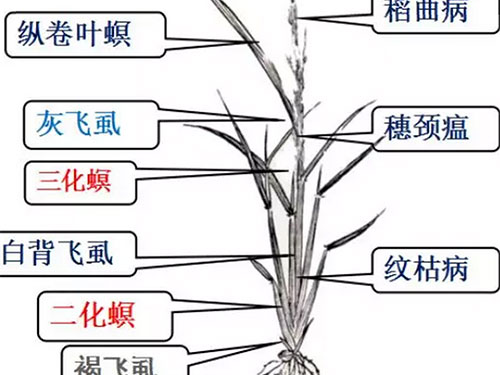湖南兴隆种业有限公司,长沙稻谷种植与销售,长沙农作物品种的选育,长沙农业病虫害防治服务 湖南兴隆种业有限公司,长沙稻谷种植与销售,长沙农作物品种的选育,长沙农业病虫害防治服务
