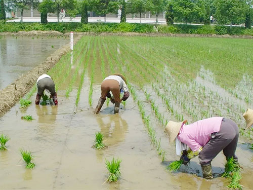 湖南兴隆种业有限公司,长沙稻谷种植与销售,长沙农作物品种的选育,长沙农业病虫害防治服务 湖南兴隆种业有限公司,长沙稻谷种植与销售,长沙农作物品种的选育,长沙农业病虫害防治服务