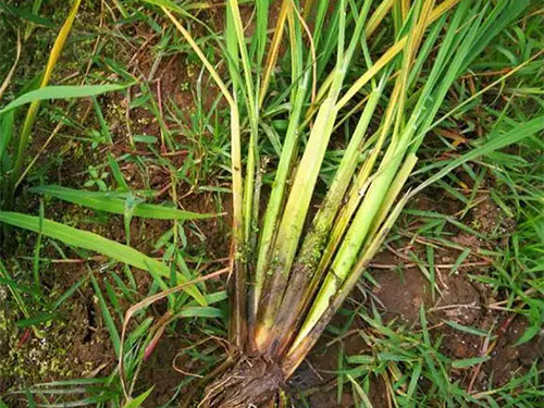 湖南兴隆种业有限公司,长沙稻谷种植与销售,长沙农作物品种的选育,长沙农业病虫害防治服务 湖南兴隆种业有限公司,长沙稻谷种植与销售,长沙农作物品种的选育,长沙农业病虫害防治服务