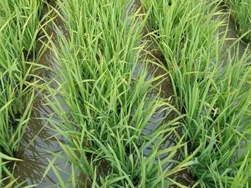 湖南兴隆种业有限公司,长沙稻谷种植与销售,长沙农作物品种的选育,长沙农业病虫害防治服务