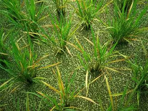 湖南兴隆种业有限公司,长沙稻谷种植与销售,长沙农作物品种的选育,长沙农业病虫害防治服务
