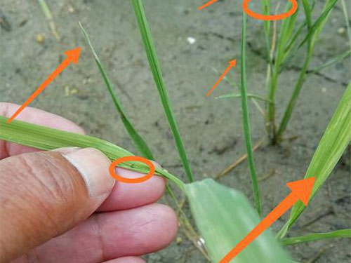 湖南兴隆种业有限公司,长沙稻谷种植与销售,长沙农作物品种的选育,长沙农业病虫害防治服务 湖南兴隆种业有限公司,长沙稻谷种植与销售,长沙农作物品种的选育,长沙农业病虫害防治服务