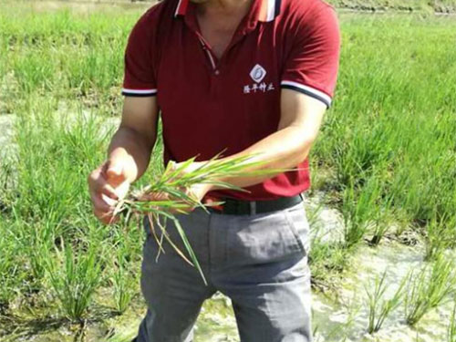 湖南兴隆种业有限公司,长沙稻谷种植与销售,长沙农作物品种的选育,长沙农业病虫害防治服务 湖南兴隆种业有限公司,长沙稻谷种植与销售,长沙农作物品种的选育,长沙农业病虫害防治服务