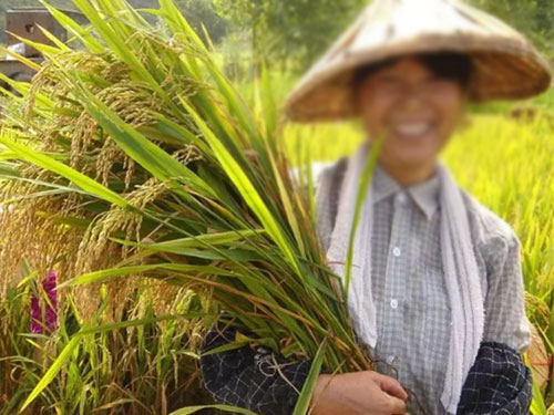 湖南兴隆种业有限公司,长沙稻谷种植与销售,长沙农作物品种的选育,长沙农业病虫害防治服务