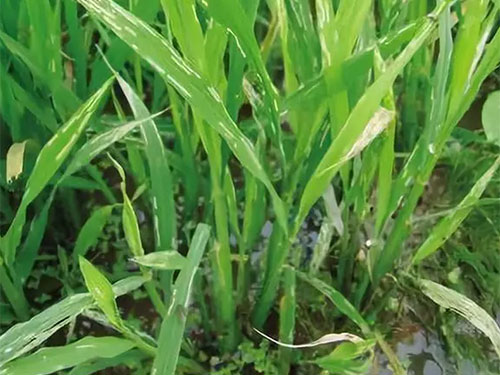 湖南兴隆种业有限公司,长沙稻谷种植与销售,长沙农作物品种的选育,长沙农业病虫害防治服务 湖南兴隆种业有限公司,长沙稻谷种植与销售,长沙农作物品种的选育,长沙农业病虫害防治服务