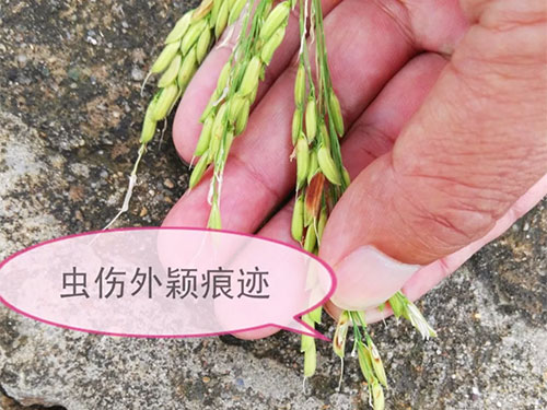 湖南兴隆种业有限公司,长沙稻谷种植与销售,长沙农作物品种的选育,长沙农业病虫害防治服务 湖南兴隆种业有限公司,长沙稻谷种植与销售,长沙农作物品种的选育,长沙农业病虫害防治服务