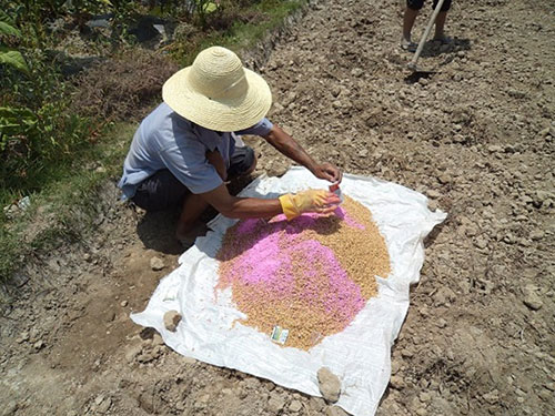 湖南兴隆种业有限公司,长沙稻谷种植与销售,长沙农作物品种的选育,长沙农业病虫害防治服务 湖南兴隆种业有限公司,长沙稻谷种植与销售,长沙农作物品种的选育,长沙农业病虫害防治服务