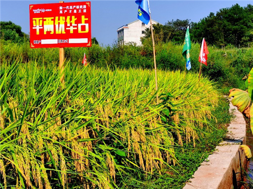 湖南兴隆种业有限公司,长沙稻谷种植与销售,长沙农作物品种的选育,长沙农业病虫害防治服务