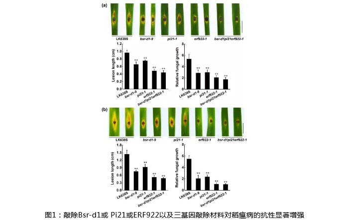 湖南兴隆种业有限公司,长沙稻谷种植与销售,长沙农作物品种的选育,长沙农业病虫害防治服务