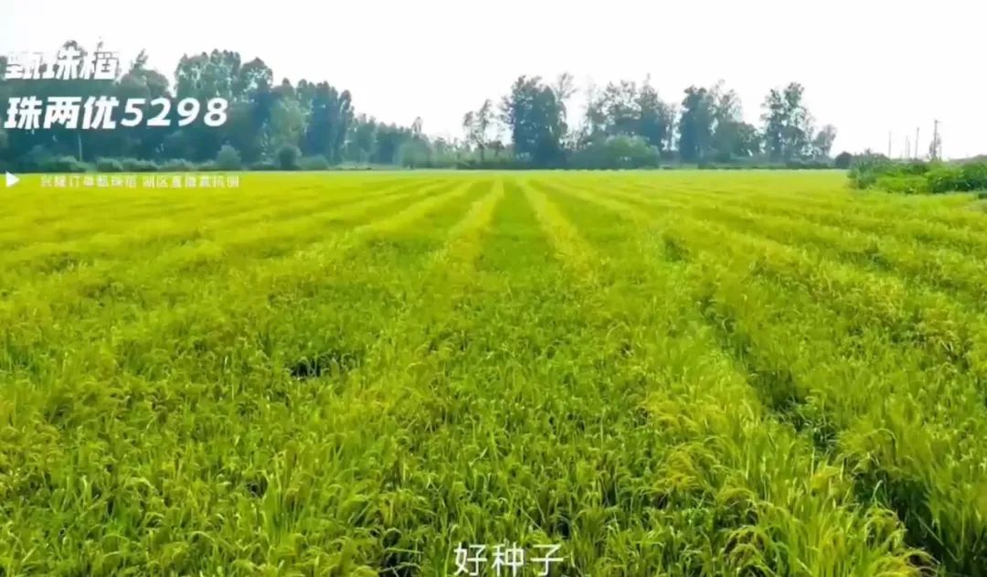 湖南兴隆种业有限公司,长沙稻谷种植与销售,长沙农作物品种的选育,长沙农业病虫害防治服务