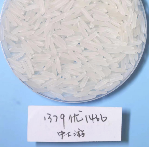 湖南兴隆种业有限公司,长沙稻谷种植与销售,长沙农作物品种的选育,长沙农业病虫害防治服务 湖南兴隆种业有限公司,长沙稻谷种植与销售,长沙农作物品种的选育,长沙农业病虫害防治服务