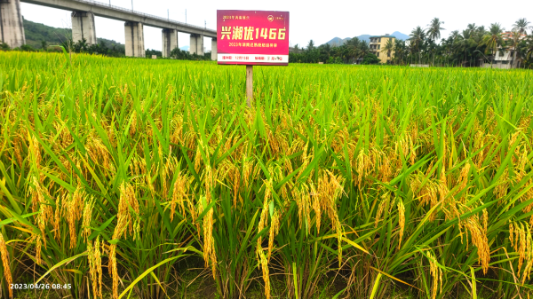 湖南兴隆种业有限公司,长沙稻谷种植与销售,长沙农作物品种的选育,长沙农业病虫害防治服务