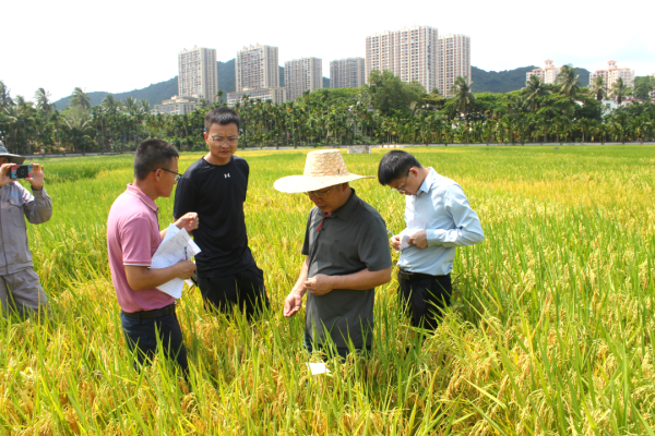湖南兴隆种业有限公司,长沙稻谷种植与销售,长沙农作物品种的选育,长沙农业病虫害防治服务