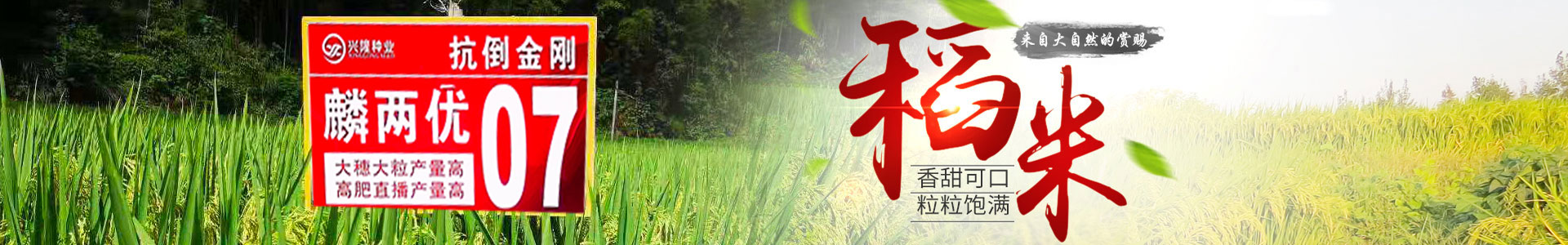 湖南兴隆种业有限公司_长沙稻谷种植与销售|长沙农作物品种的选育