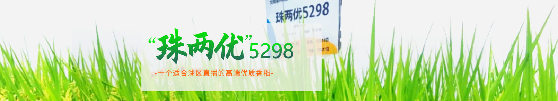 湖南兴隆种业有限公司_长沙稻谷种植与销售|长沙农作物品种的选育