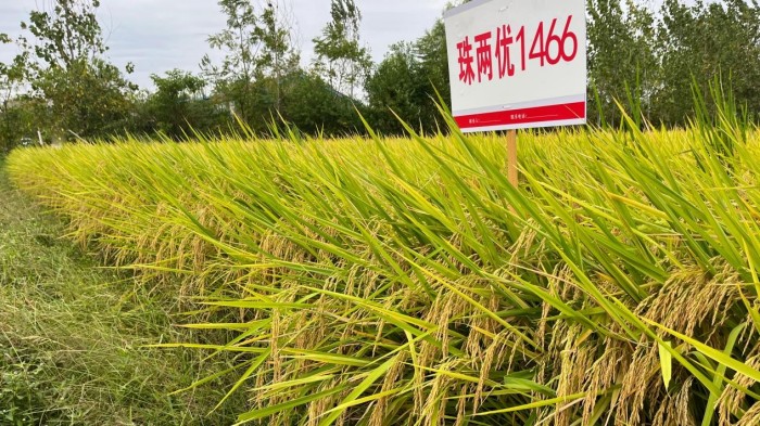 湖南兴隆种业有限公司,长沙稻谷种植与销售,长沙农作物品种的选育,长沙农业病虫害防治服务
