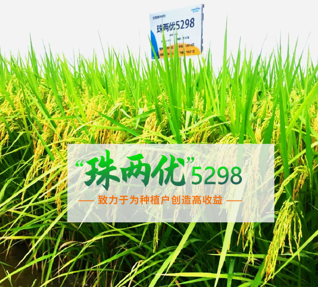 湖南兴隆种业有限公司_长沙稻谷种植与销售|长沙农作物品种的选育