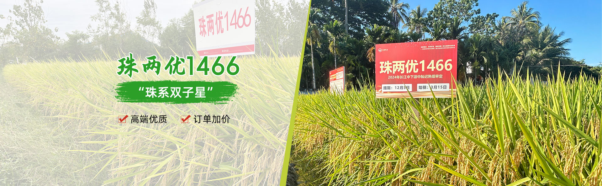 湖南兴隆种业有限公司_长沙稻谷种植与销售|长沙农作物品种的选育