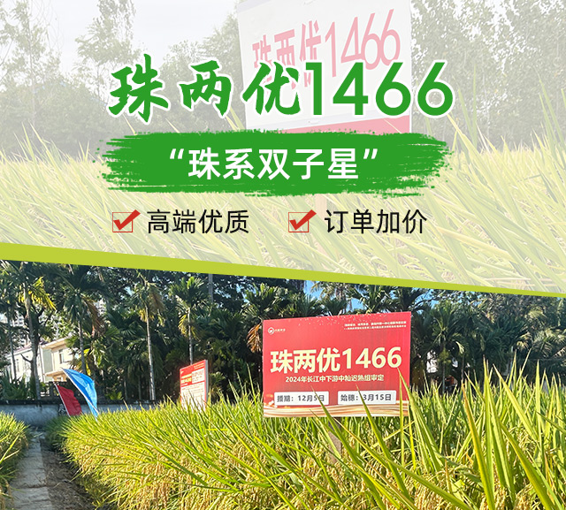 湖南兴隆种业有限公司_长沙稻谷种植与销售|长沙农作物品种的选育