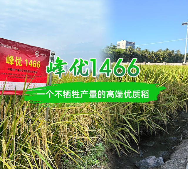 湖南兴隆种业有限公司_长沙稻谷种植与销售|长沙农作物品种的选育