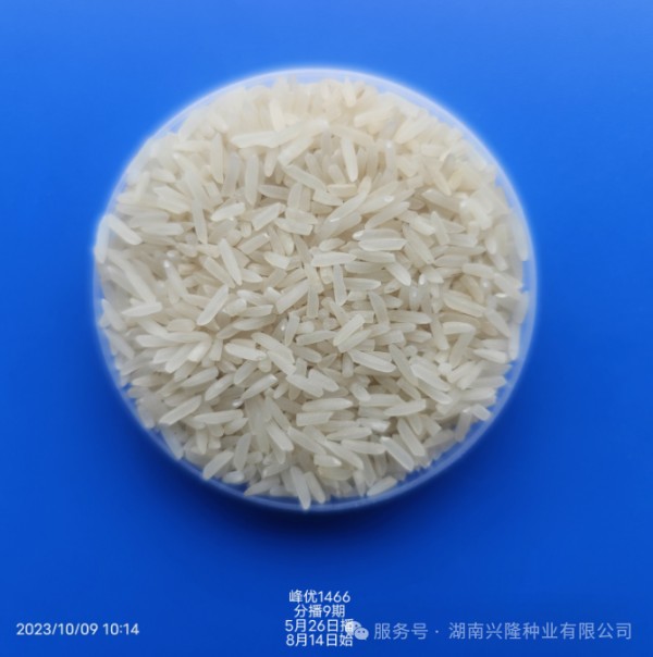 湖南兴隆种业有限公司,长沙稻谷种植与销售,长沙农作物品种的选育,长沙农业病虫害防治服务 湖南兴隆种业有限公司,长沙稻谷种植与销售,长沙农作物品种的选育,长沙农业病虫害防治服务