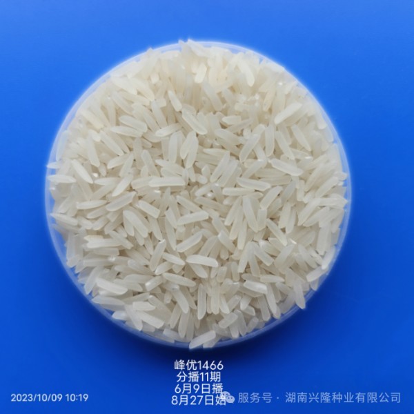 湖南兴隆种业有限公司,长沙稻谷种植与销售,长沙农作物品种的选育,长沙农业病虫害防治服务 湖南兴隆种业有限公司,长沙稻谷种植与销售,长沙农作物品种的选育,长沙农业病虫害防治服务