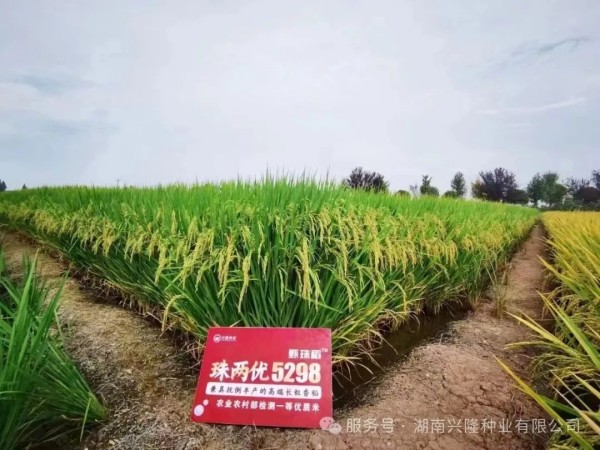 湖南兴隆种业有限公司,长沙稻谷种植与销售,长沙农作物品种的选育,长沙农业病虫害防治服务