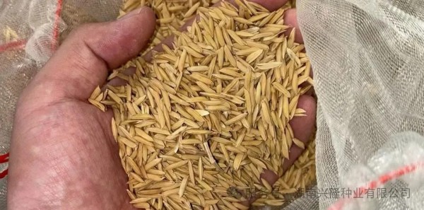 湖南兴隆种业有限公司,长沙稻谷种植与销售,长沙农作物品种的选育,长沙农业病虫害防治服务