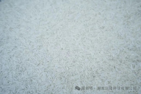 湖南兴隆种业有限公司,长沙稻谷种植与销售,长沙农作物品种的选育,长沙农业病虫害防治服务